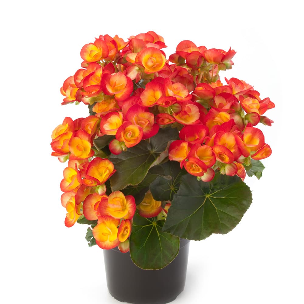 Βιγόνια πορτοκαλί