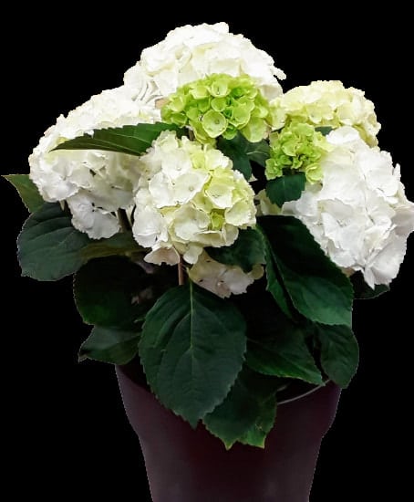 Ορτανσία Λευκή