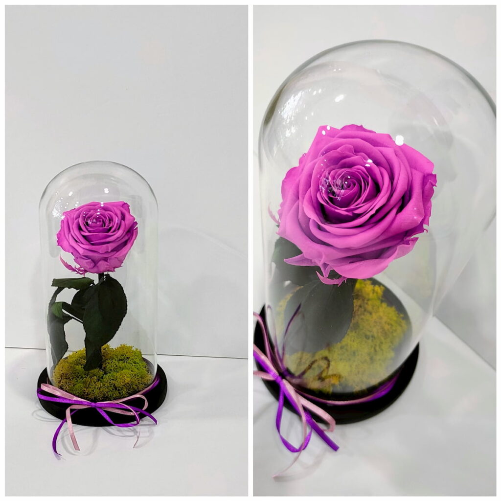 Forever Roses φούξια σε γυάλινη καμπάνα