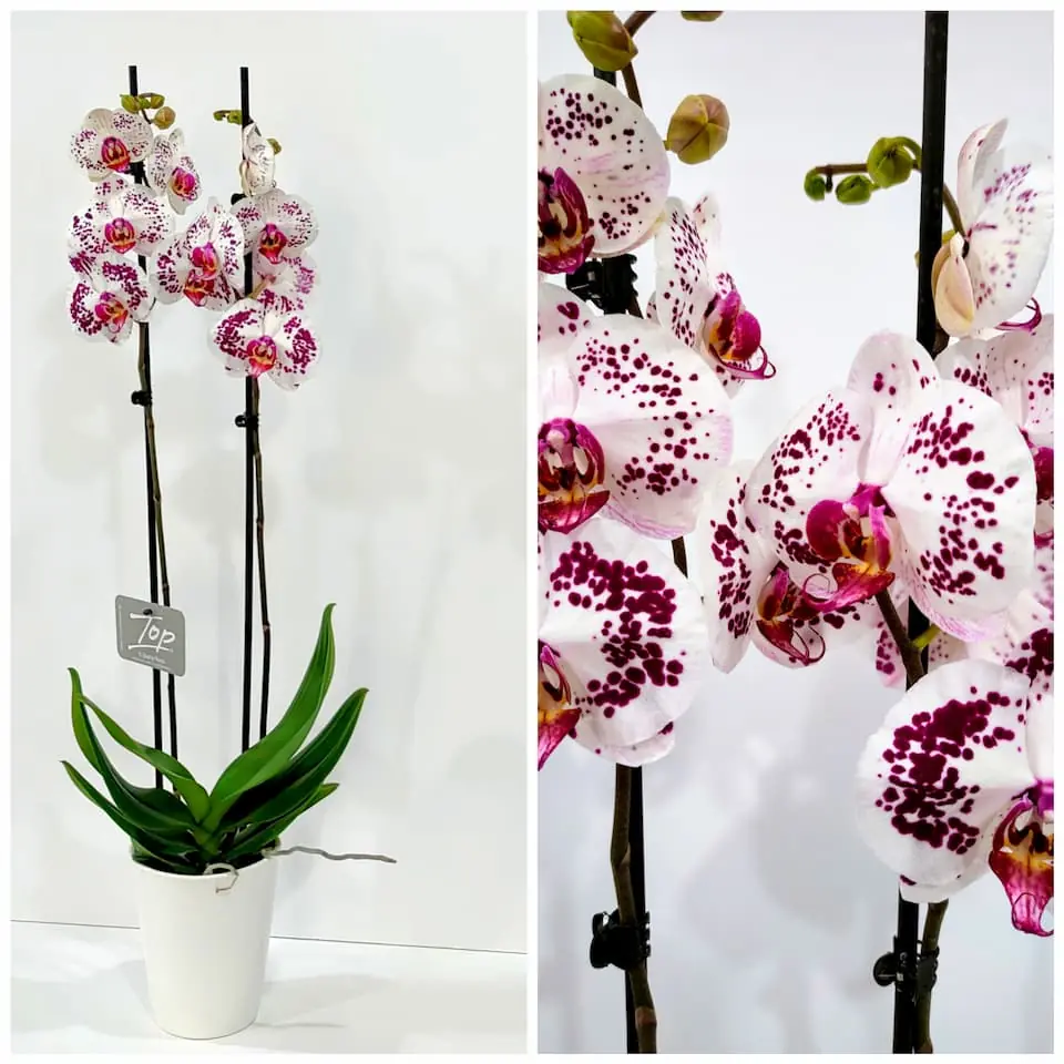 Ορχιδέα φαλαίνοψις (Phalaenopsis) λευκή με μωβ πιτσιλιές σε κεραμική γλάστρα