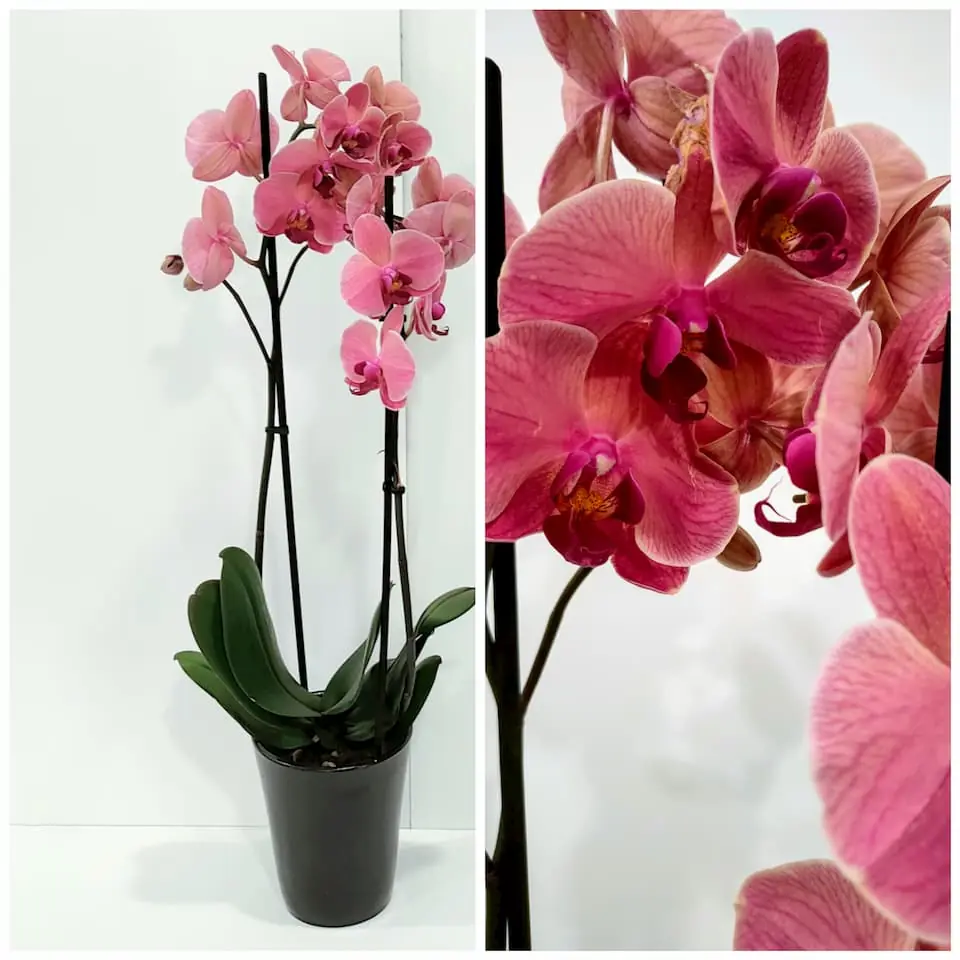 Ορχιδέα φαλαίνοψις (Phalaenopsis) ροδακινί σε κεραμική γλάστρα