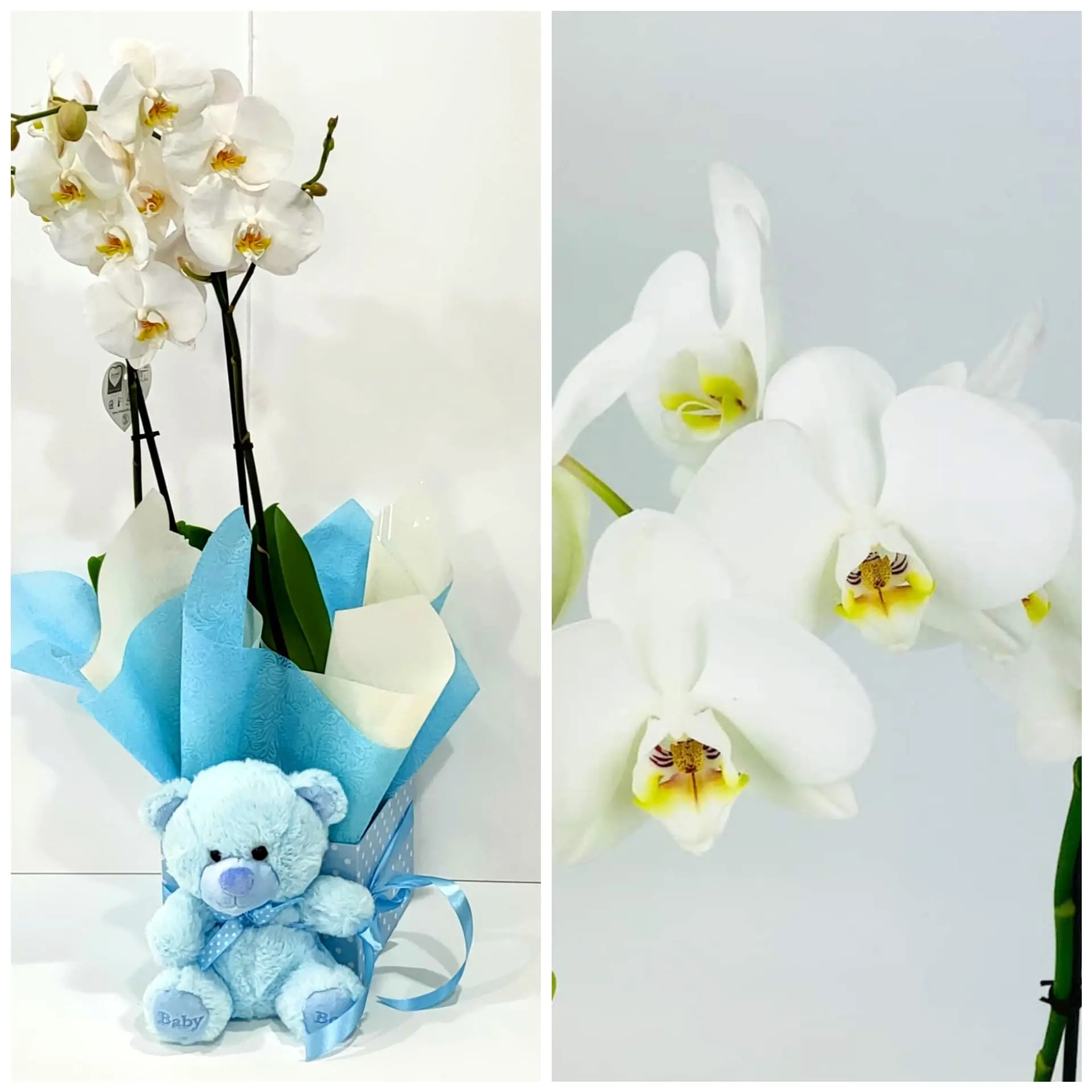 Ορχιδέα φαλαίνοψις (Phalaenopsis) διπλή σε τετράγωνο κουτί με λούτρινο ζωάκι 3 Ορχιδέα φαλαίνοψις (Phalaenopsis) διπλή σε τετράγωνο κουτί με λούτρινο ζωάκι