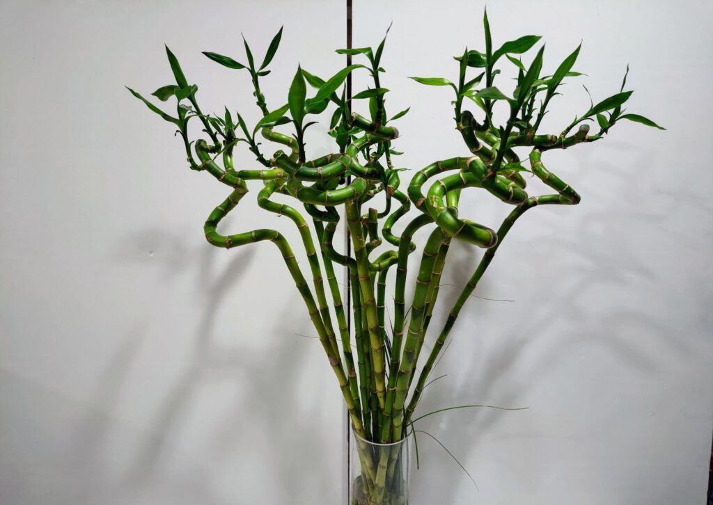 Lucky Bamboo 60cm