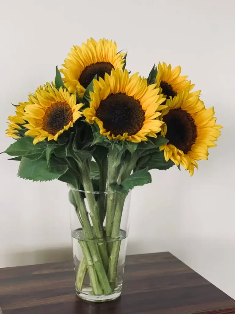 Ηλίανθος ή ηλιοτρόπιο