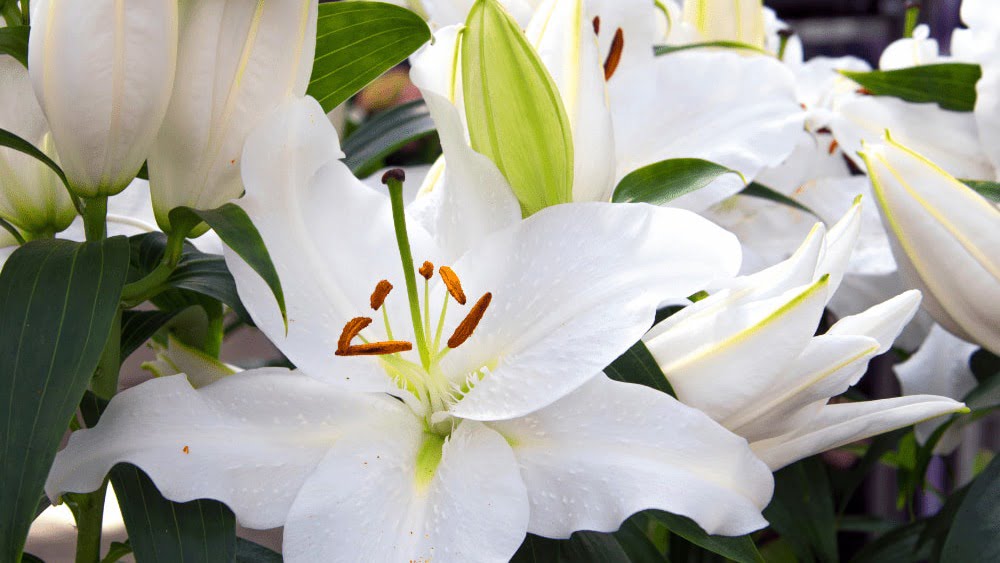 Λίλιουμ οριεντάλ λευκό