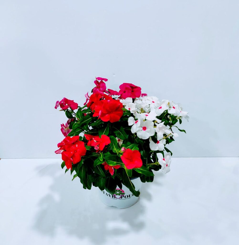 Βίγκα λευκή, κόκκινη 40cm