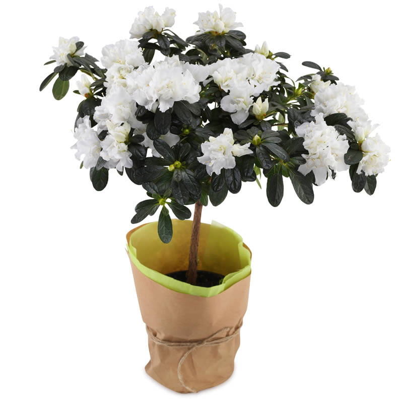 Αζαλέα λευκή δενδρώδης Γενέθλια - Γιορτή - Επέτειος - Κοινωνικές εκδηλώσεις Ανθοπωλείο Test