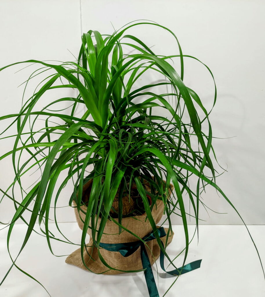 Μπουκαρνέα 65cm σε τσουβαλάκι απο λινάτσα