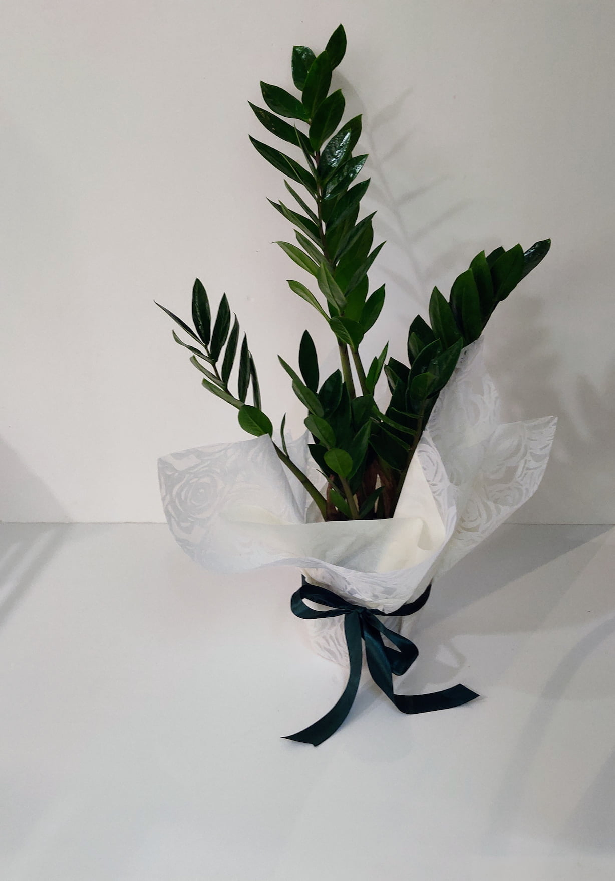 Ζάμια 60cm 3 Ζάμια 60cm