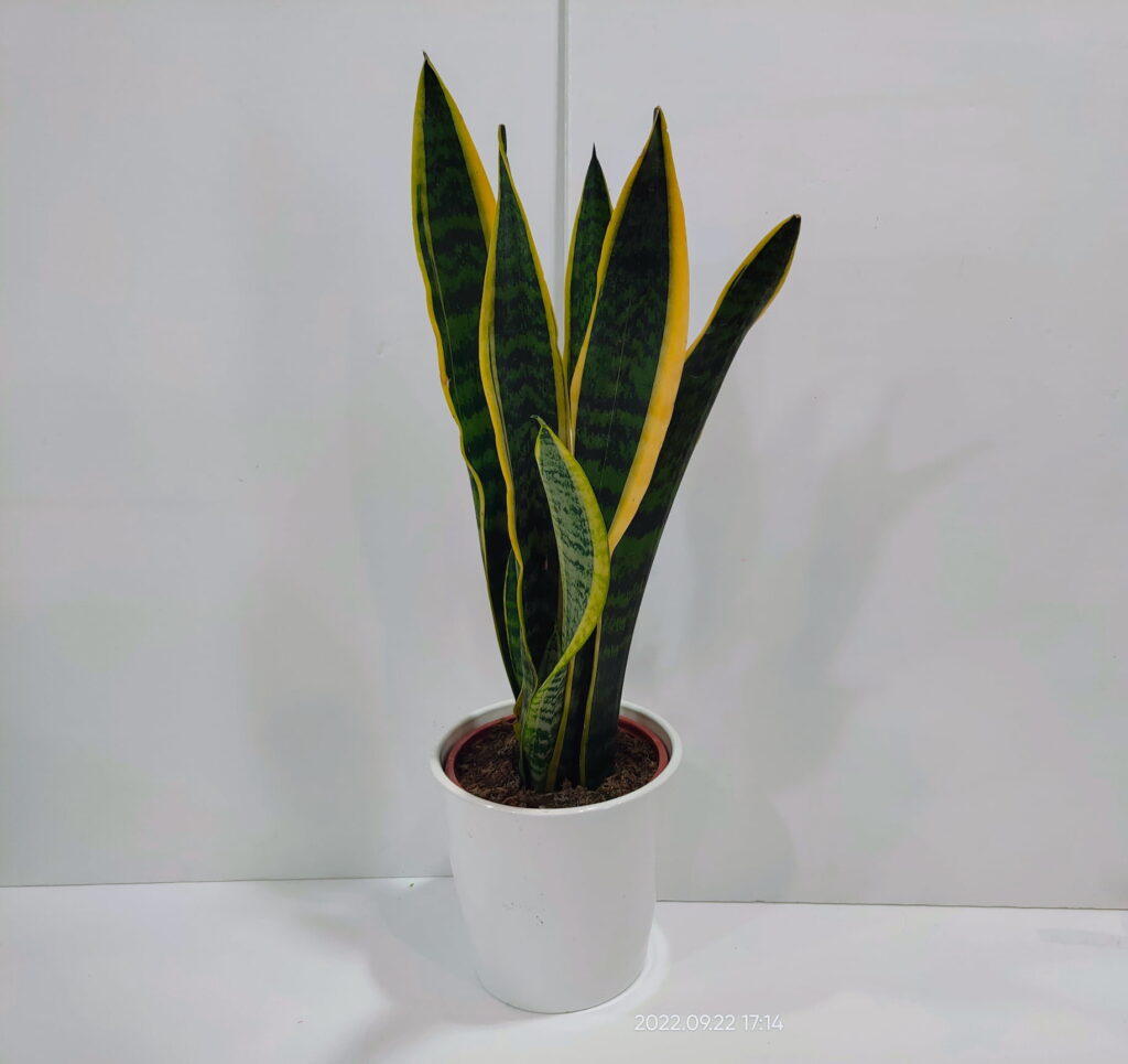 Σανσιβέρια 70cm σε κεραμική γλάστρα