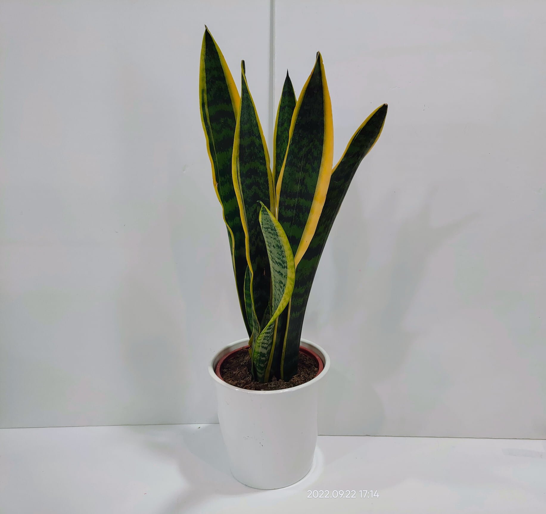 Σανσιβέρια 70cm σε κεραμική γλάστρα 3 Σανσιβέρια 70cm σε κεραμική γλάστρα