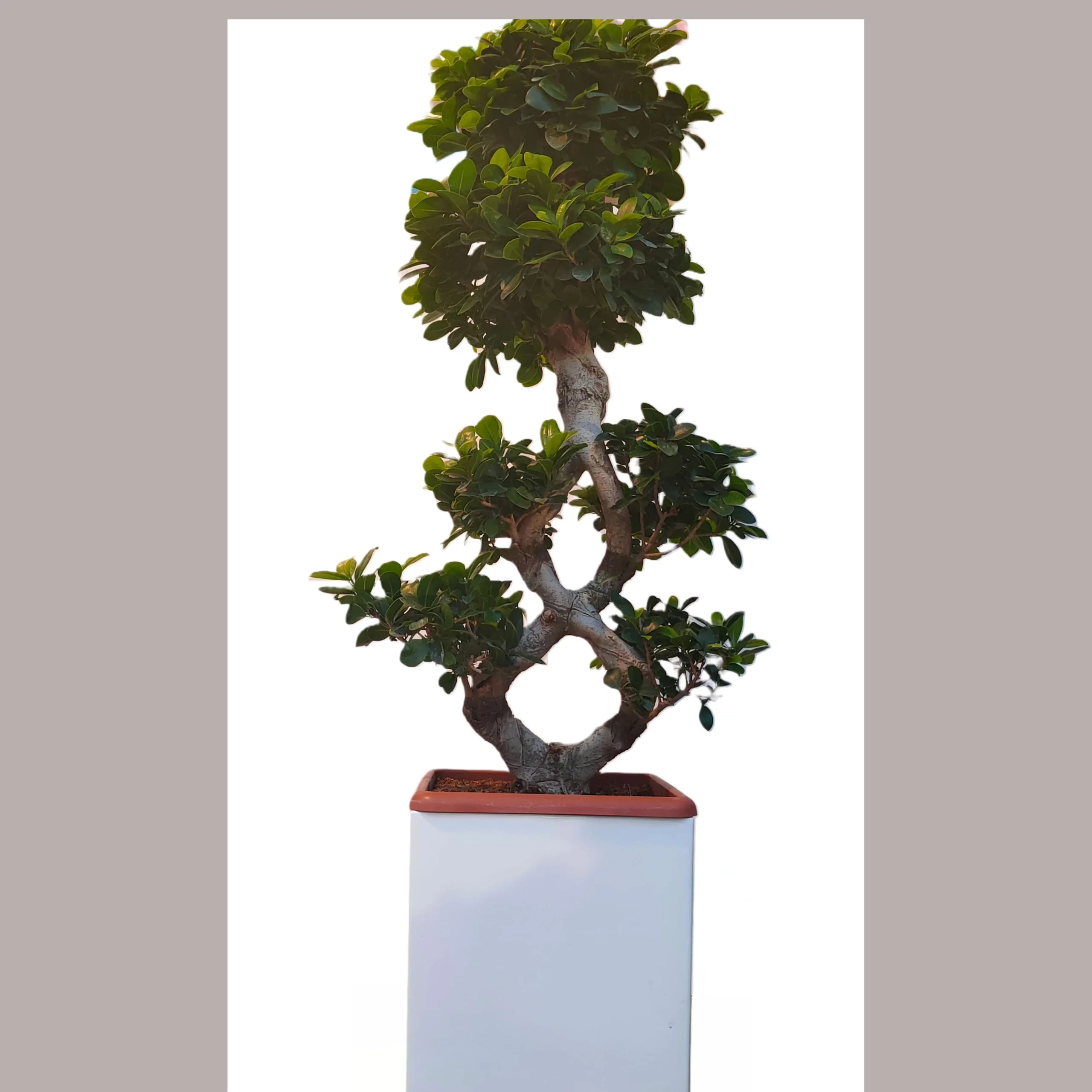 Bonsai ficus tree 110cm σε κεραμική γλάστρα 3 Bonsai-ficus tree 110cm
