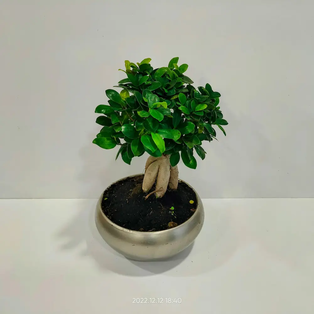 Bonsai ficus tree 45cm
