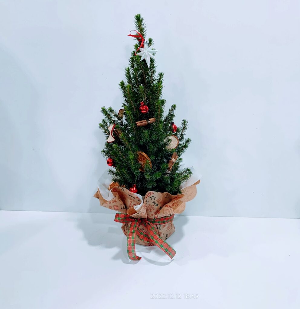 Έλατο - πικέα 60cm