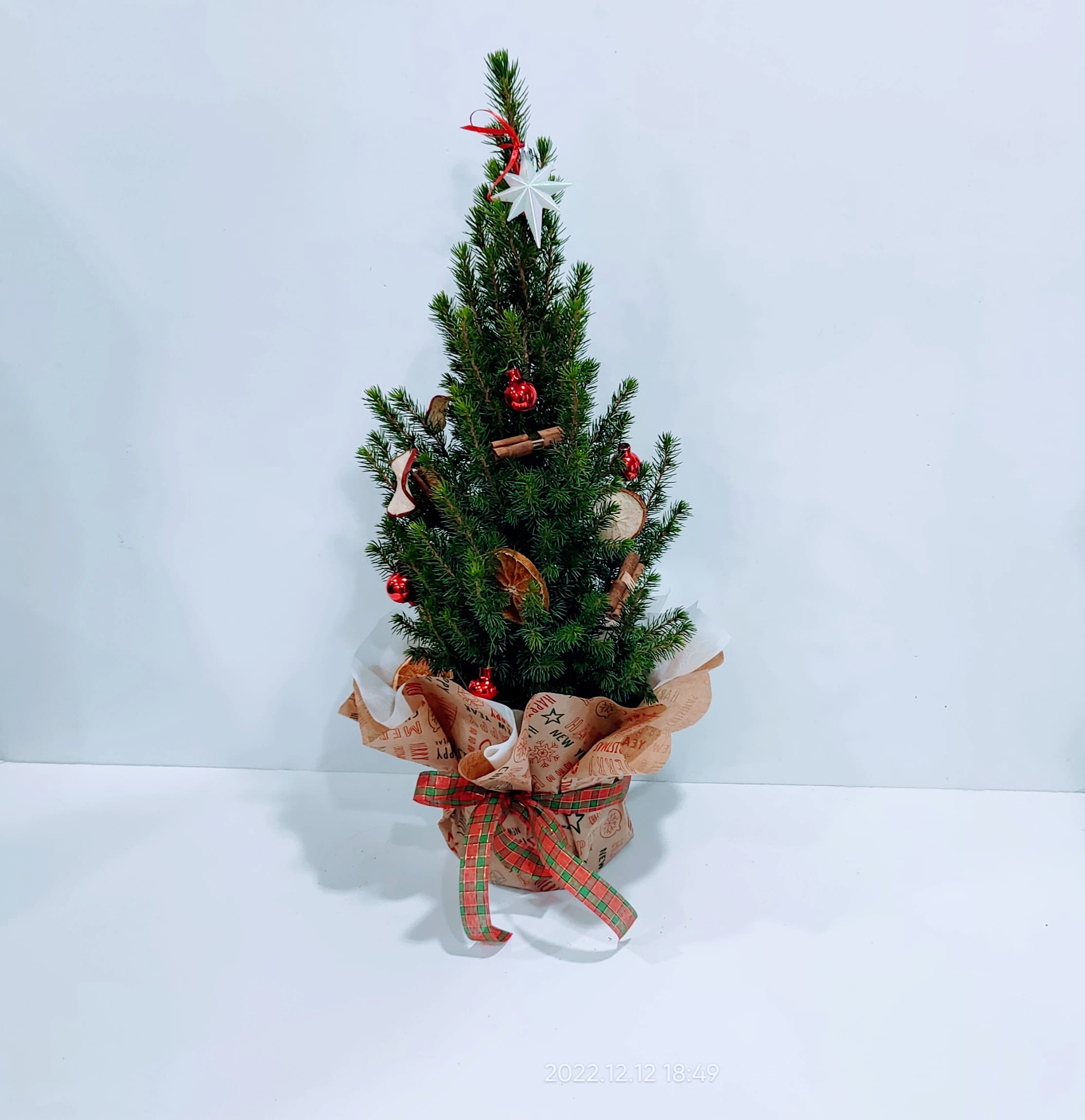 Έλατο – Πικέα 60cm 3 Έλατο - πικέα 60cm