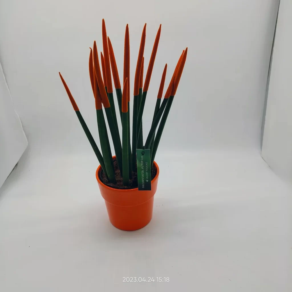 Σανσιβέρια κυλινδρική 40cm