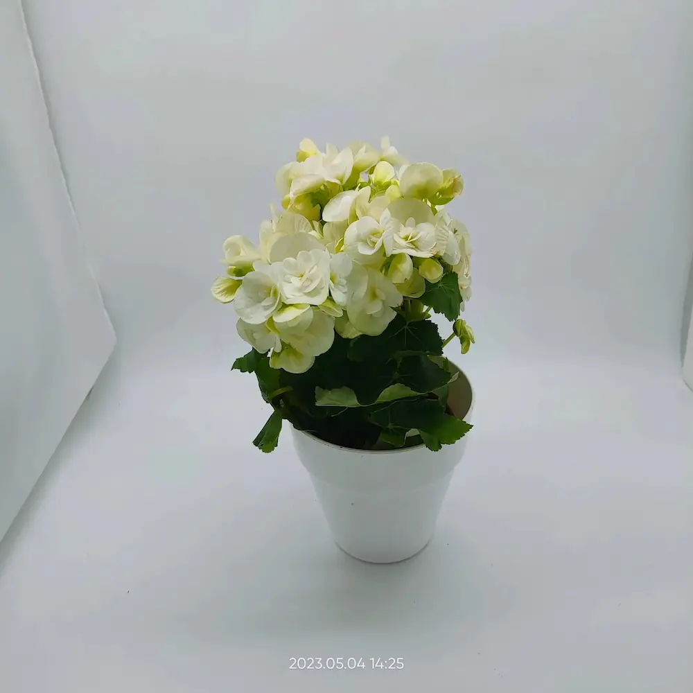 Βιγόνια λευκή 3 Βιγόνια λευκή