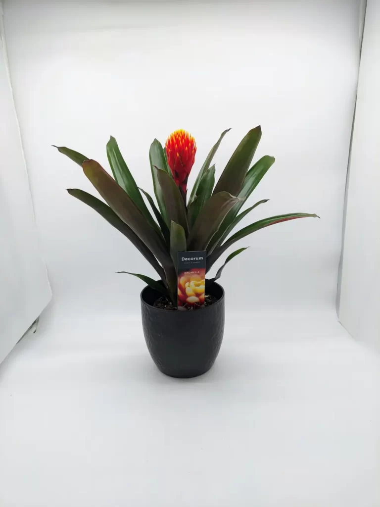 Γκουζμανια σε κεραμικό κασπώ