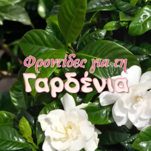 6 Μικρά μυστικά για την φροντίδα της γαρδένιας