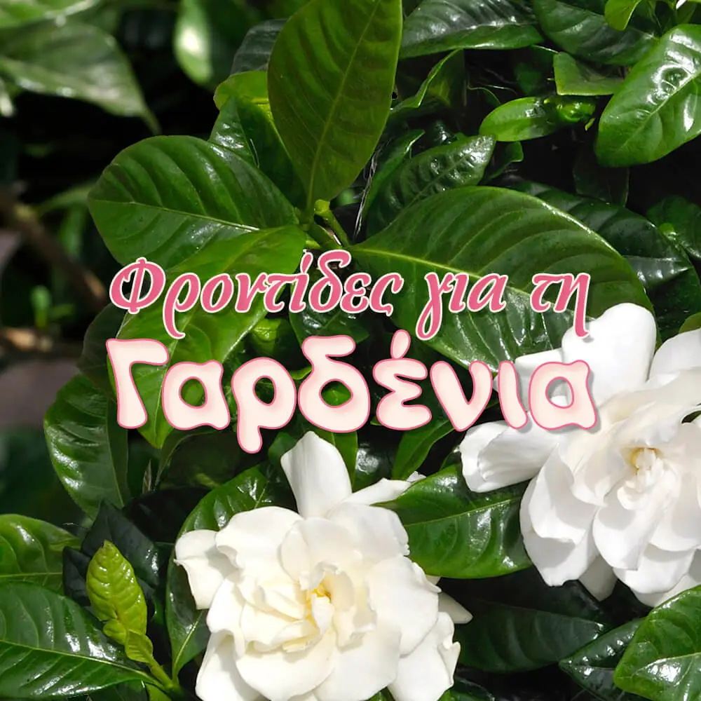 6 Μικρά μυστικά για την φροντίδα της γαρδένιας